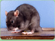 rat control Appleton
